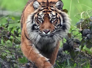 découvrez safari lumigny, un parc animalier unique en île-de-france. partez à la rencontre de lions, tigres et nombreuses autres espèces exotiques dans un cadre naturel exceptionnel, idéal pour une sortie en famille ou entre amis.